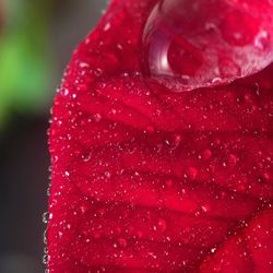 Close-up of water drops on red flower