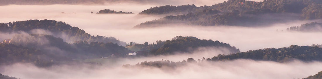 Panoramic view of trees in forest against sky