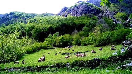 Scenic view of grassy field