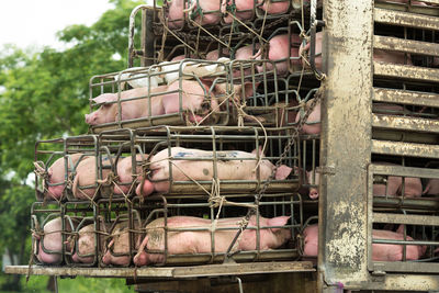 Close-up of pigs in cage at farm