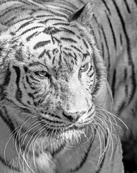 Close-up portrait of a cat