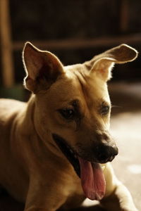 Close-up of dog looking away