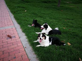 High angle view of dogs on grass