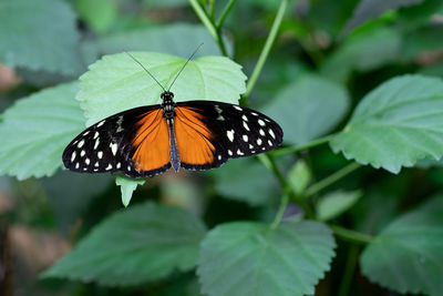 Close-up of butterfly pollinating flower