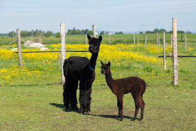 Adorable brown baby alpaca standing close to its darker blue-eyed mother in fenced enclosure