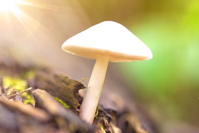 Mushroom in a sunny glad