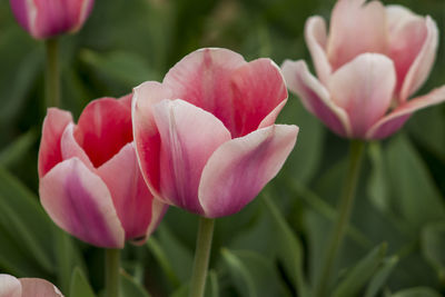 Close-up of pink tulips blooming outdoors