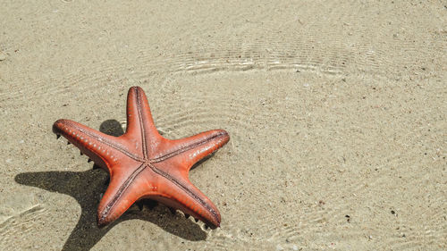 High angle view of starfish on beach