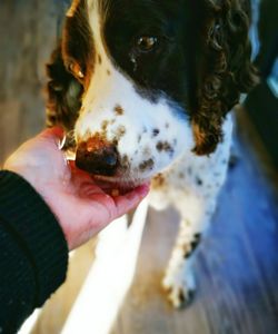 Close-up of dog