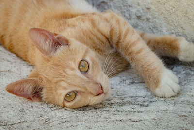 Close-up portrait of a cat lying down