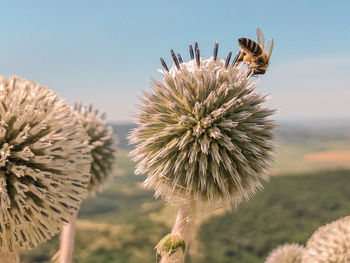 Close-up of bee on flower