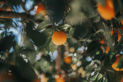 Close-up of oranges growing on tree