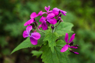 Close-up of pink flowers