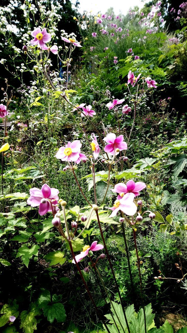 CLOSE-UP OF PINK FLOWERING PLANTS ON FIELD