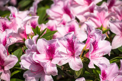 Full frame shot of pink flowers