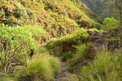 Close-up view of grass