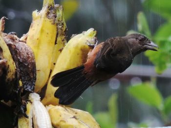 Close-up of bird