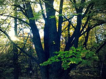 Sun shining through trees