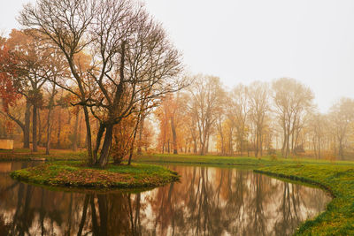 Bare trees by river at park