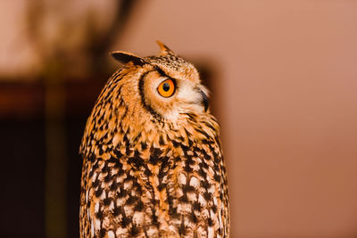 Close-up of a bird looking away