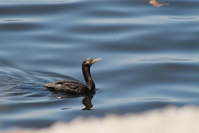 Duck swimming in a lake