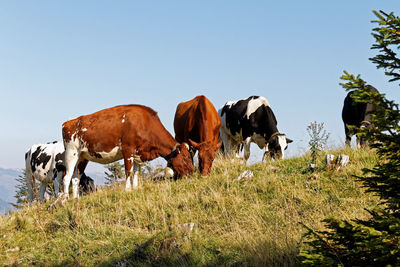 View of cows on field against clear sky