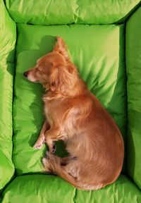 High angle view of dog resting on bed