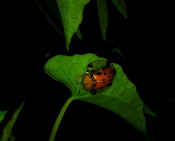 Close-up of insect on leaf