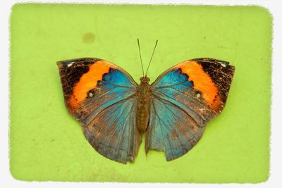 Close-up of butterfly on leaf