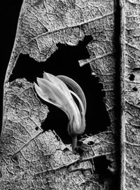 Close-up of damaged leaf growing outdoors