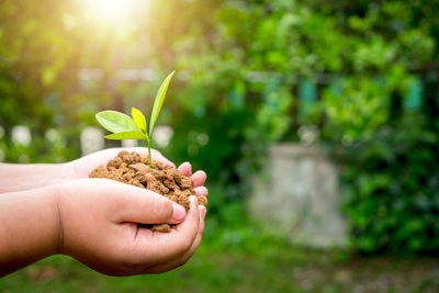 Close-up of hand holding small plant