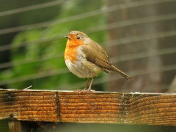 Robin perched on fence in rainy garden 