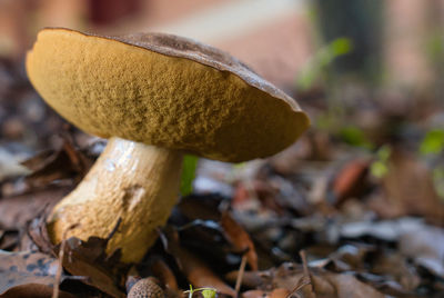 Close-up of mushroom growing on field