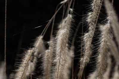 Close-up of succulent plant