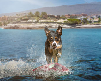 Dog surfing on a wave