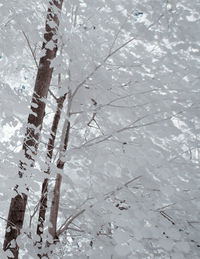 Low angle view of frozen tree covered with snow