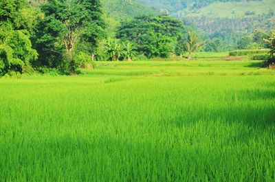 Scenic view of agricultural field