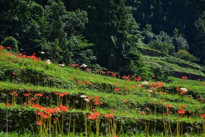 Scenic view of terraced field of flowers by trees