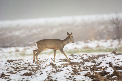 Deer standing on snow