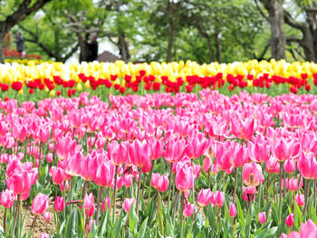 Close-up of tulip plants growing on land