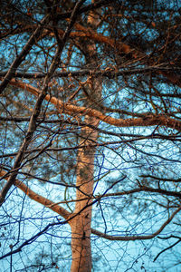 Low angle view of bare trees in forest
