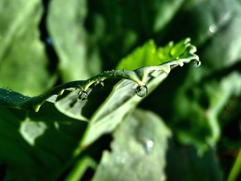 Close-up of raindrops on leaves