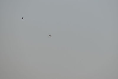 Low angle view of birds flying in the sky