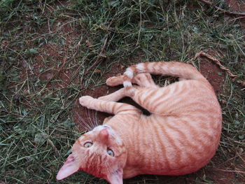 High angle view of animal on field