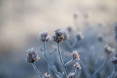 Close-up of wilted plant during winter