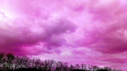 Low angle view of purple tree against cloudy sky