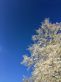 Low angle view of tree against blue sky