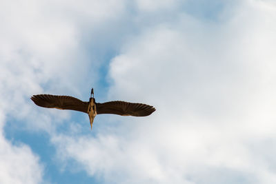 Low angle view of bird flying in sky