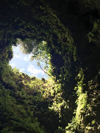 Low angle view of trees against sky