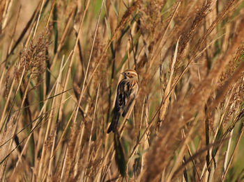 Close-up of a bird in the field